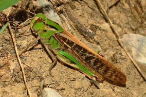 Азіатська сарана - шкідник різних видів рослин Азіатська сарана - шкідник різних видів рослин